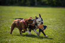Load image into Gallery viewer, two bulldogs running, one with a Donald Trump parody dog toy in their mouth